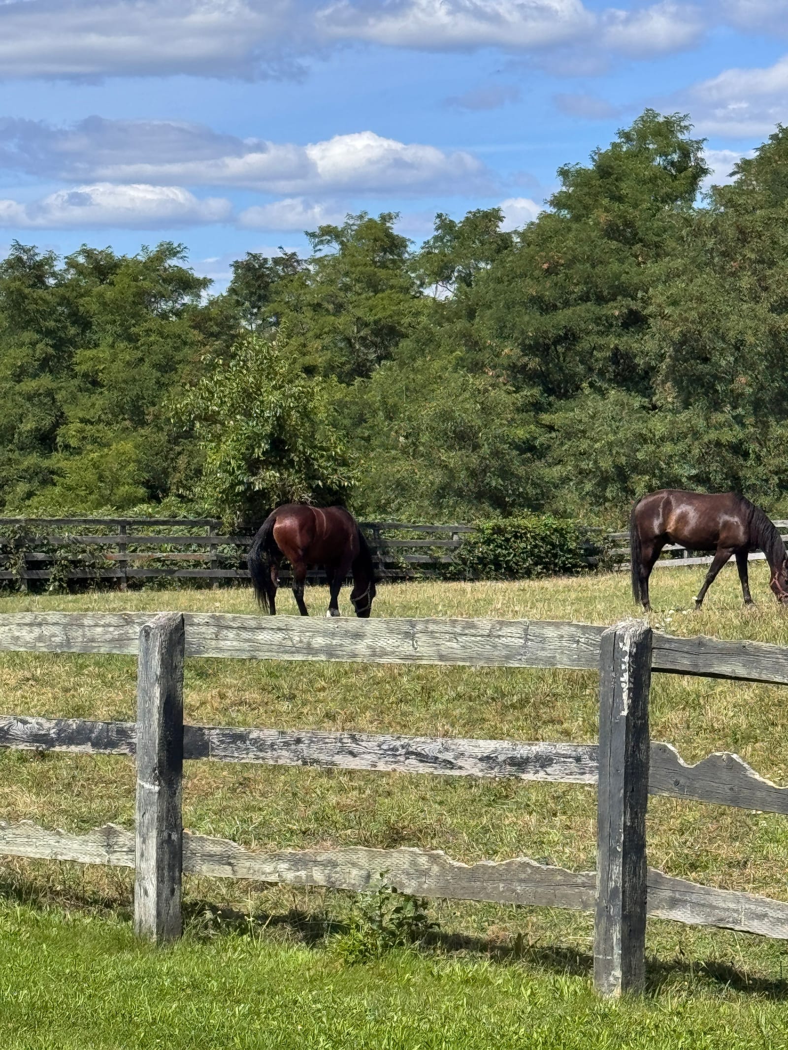 Cathcart Bristow Racing Stables